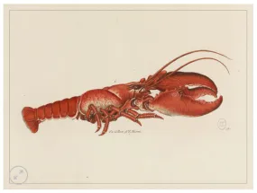 Affiche Cabinet de curiosités – homard LES JOLIES PLANCHES