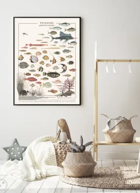 Affiche/planche Poissons Les Jolies Planches