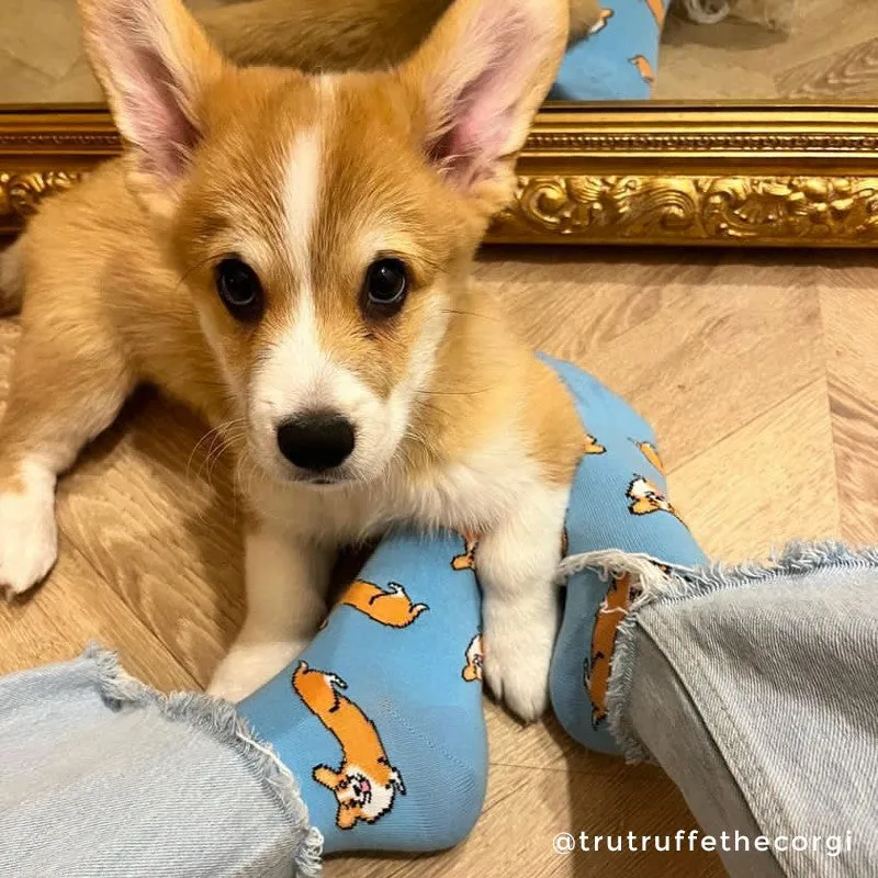 Chaussettes Corgi